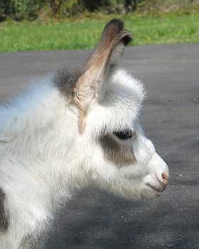 Critter Haven Farm Miniature Donkeys
